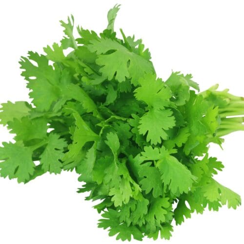 CORIANDER LEAVES