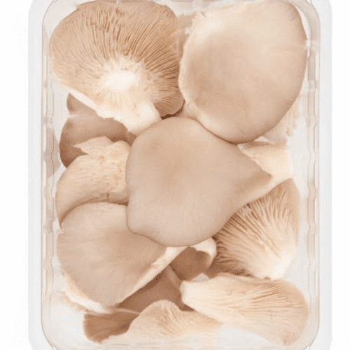 MUSHROOM - OYSTER